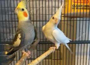 Beautiful young cockatiels for sale