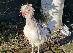 White polish cockerel