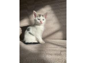 One beautiful kitten looking for a forever home!