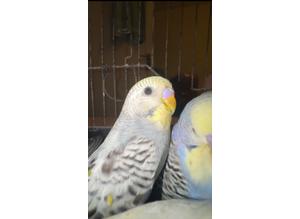 Hand reared/ tamed 4 WEEKS OLD baby budgies