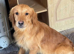 Red Golden Retriever boy