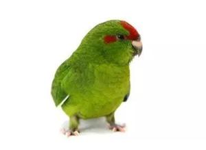 Baby Kakariki talking Parrots Available in Many Colours