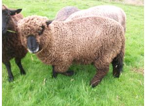 Two Yearling Rams Looking for New Homes