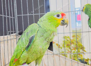 Stunning baby Amazon parrot