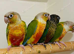 Beautiful young conure parrot