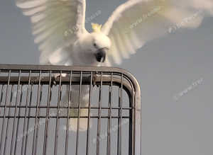 4 year old  sulphur crested cockatoo male