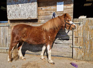 Welsh Section A Mare