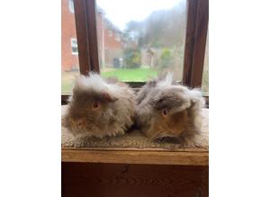 Gorgeous pair of baby Alpaca and Peruvian Guinea Pig Boars - £60 the pair