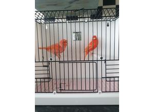 2 canary pair's for sale