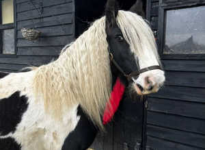 Pony 12.2 cob mare 9yo lead rein and second pony