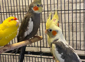 Beautiful young birds for sale