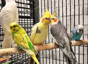 Beautiful young cockatiels