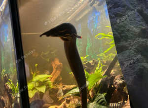 Fire eel