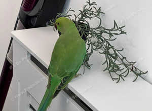 Stunning baby Indian ringnick parrot