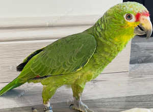 Beautiful red crown Amazon for sale
