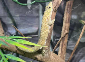 Bauers Chameleon Gecko