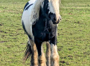My own personal pony for sale tobiano CHAPS reg  rising 3 year old filly