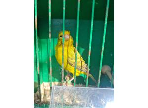 Jasp canarys
