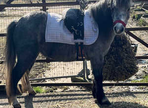 Lovely, Easy 10.2hh Lead Rein, First First Ridden, Show or Therapy Pony Project age 4 Healthy, Tame & Up-to-Date