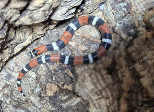 Tricolour Hognose at Birmingham Reptiles