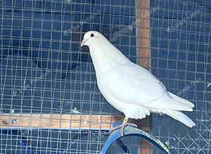 A big pair of pigeons
