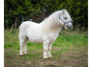 Buddy - Miniature Shetland Stallion