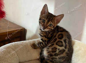 Tica Bengal kittens for sale