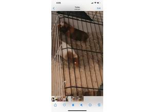 Two female guinea pigs for sale