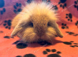 Lionhead/Lop baby rabbits