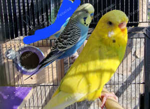 Budgies