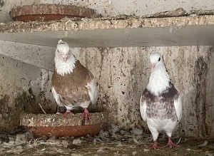 Togi breeding pairs