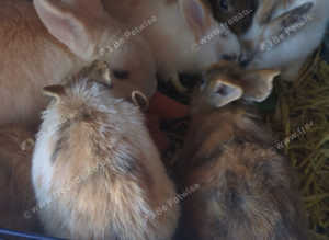 Baby rabbits