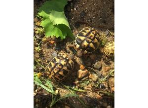 Baby Hermans tortoises for sale