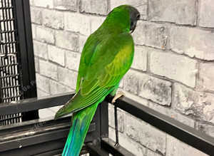 Very beautiful derbayn parrot