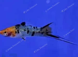 Sanke Swordtails