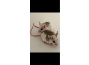 Female mice