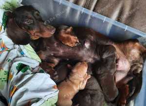 Dachshund puppies forsale