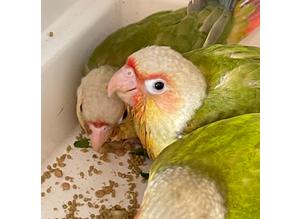Baby parrot pineapple Conure hand tame hand reared cute baby bird delivery can be arranged