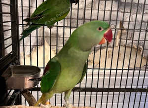 Stunning baby alexandrine parrot