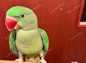 Beautiful talking baby alexandrine parrot
