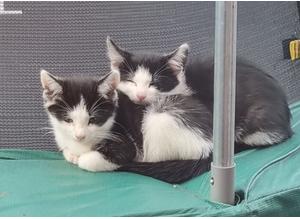 3 kittens ( 1male and 2 females)