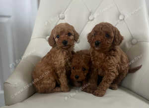 Red miniature poodles
