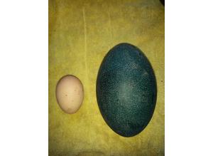 Emu eggs for sale