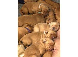 9 beautiful Labrador puppy's for sale