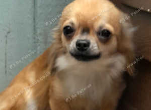 Long Coated Chihuahua