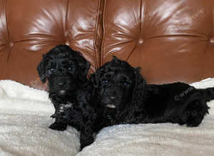 Stunning litter of F1 cockerpoo 1 boy and 1 girl left