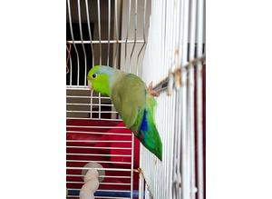 Green Parrotlet for sale
