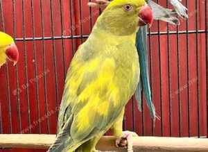 Stunning baby yellow pied Indian ringnick