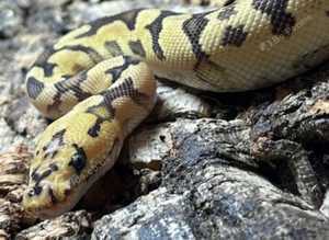 Spotnose Clown Royal Python at Birmingham Reptiles