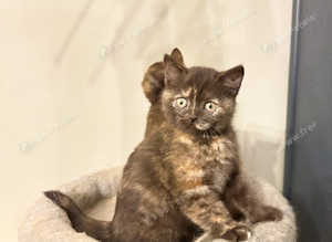 Rare choc tortie girls British shorthair pedigree Tica reg